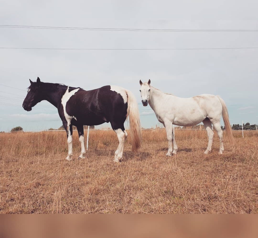 The Healthy Horse in Berlin – Foto aus einer Patientenbewertung
