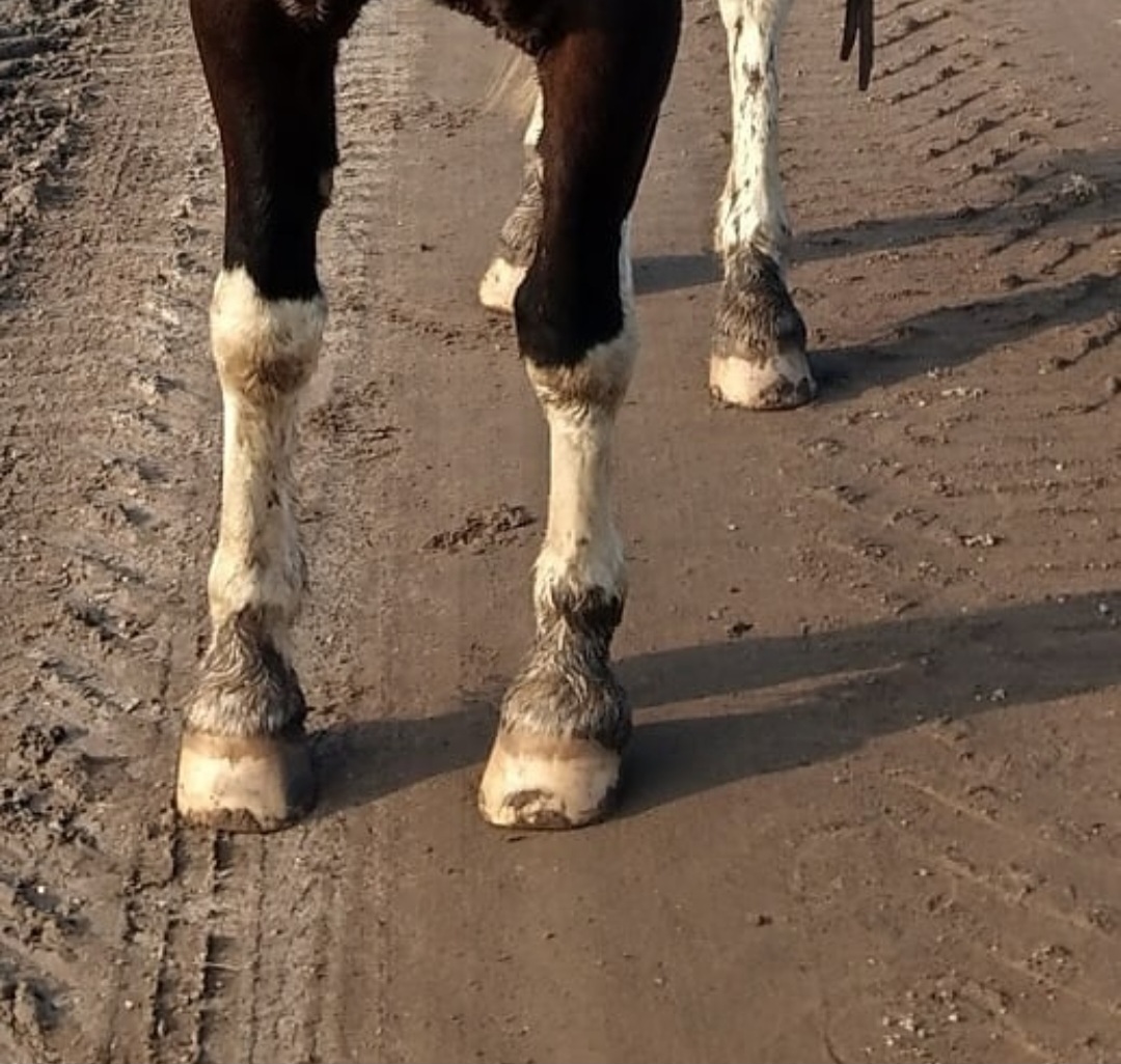 The Healthy Horse in Berlin – Foto aus einer Patientenbewertung