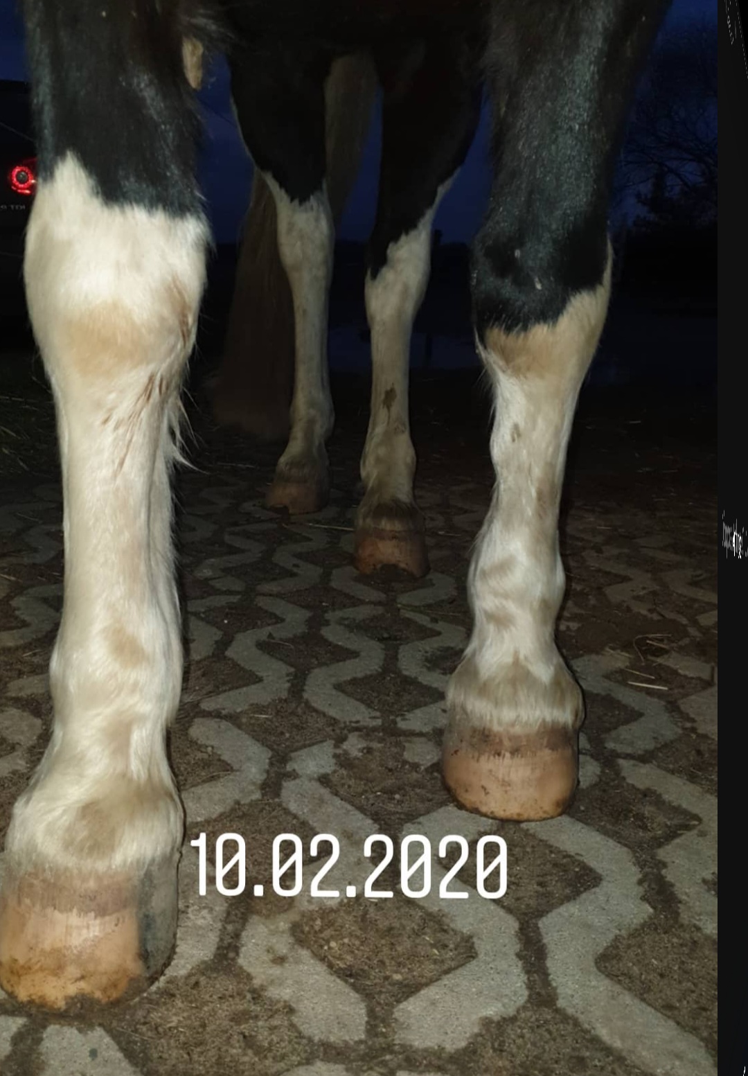 The Healthy Horse in Berlin – Foto aus einer Patientenbewertung