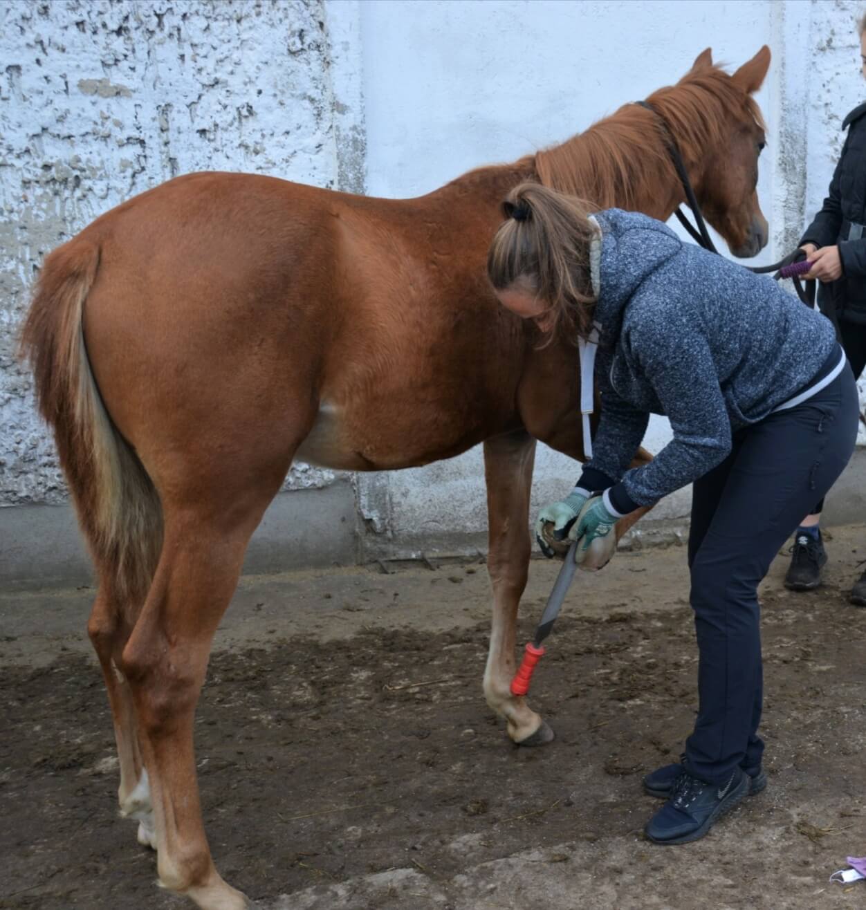 The Healthy Horse in Berlin – Praxisfoto 1