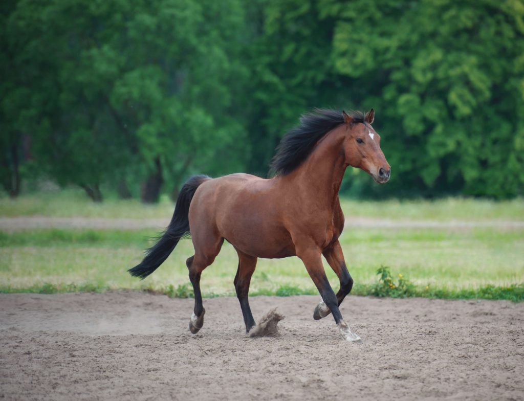 The Healthy Horse in Berlin – Praxisansicht