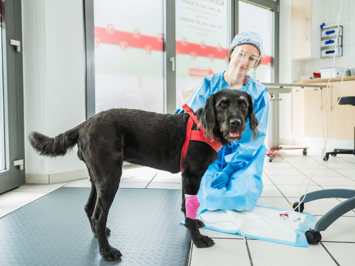 Tierarzt Berlin Kaulsdorf, Tierarztpraxis Kaulsdorf in Berlin – Praxisfoto 1