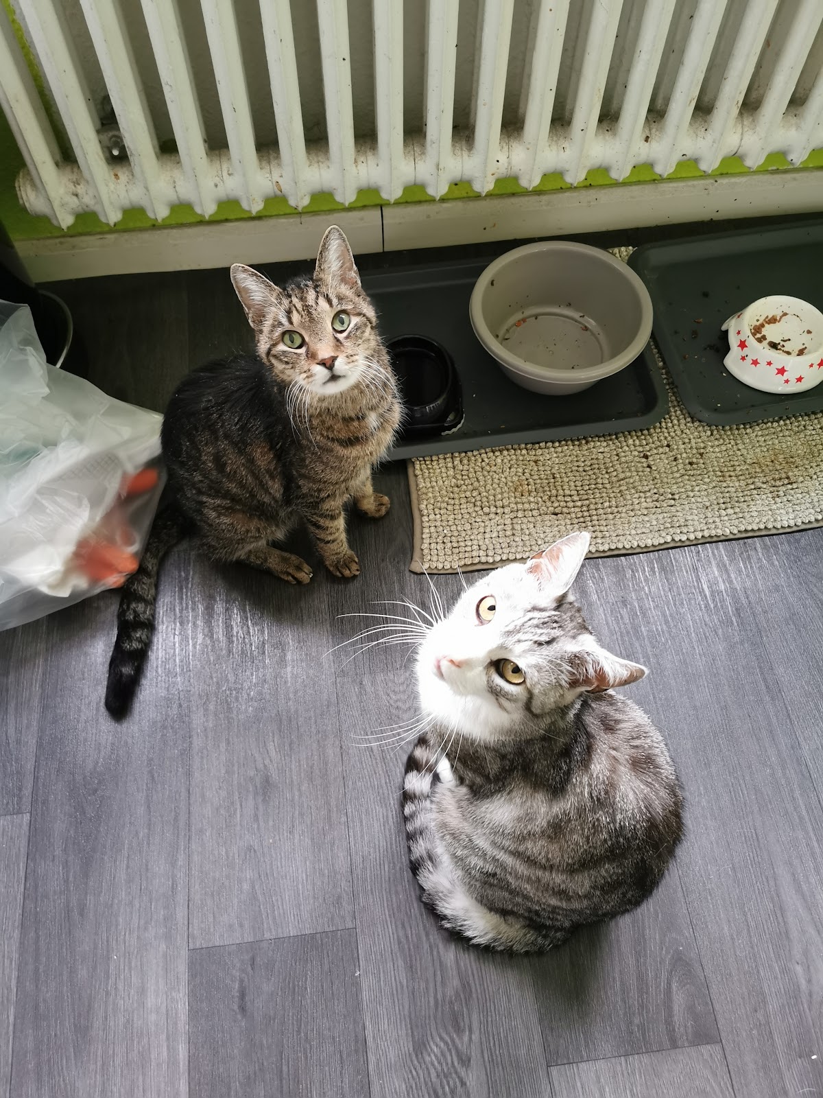 Tierarzt Berlin Prenzlauer Berg, Tierarztpraxis am Arnimplatz in Berlin – Praxisfoto 4