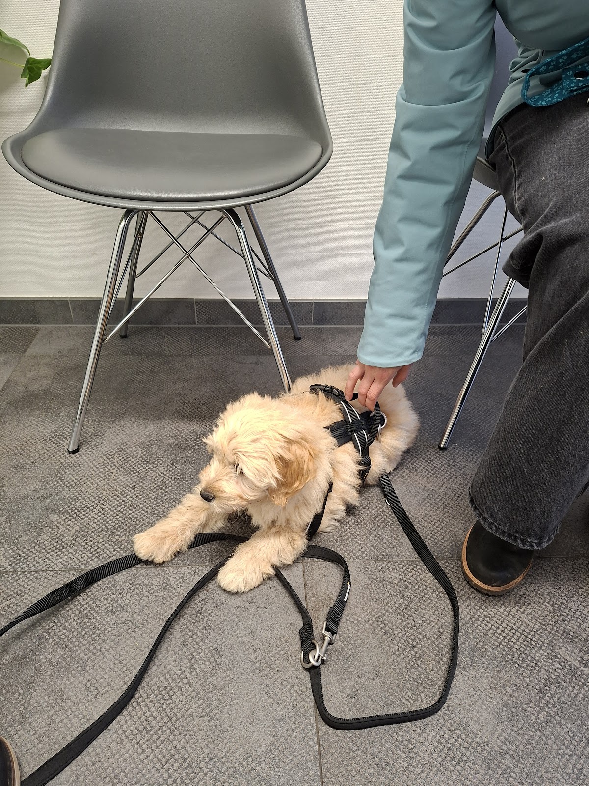Tierarzt Dr. Jasmin Riemel in Bonn – Praxisfoto 1