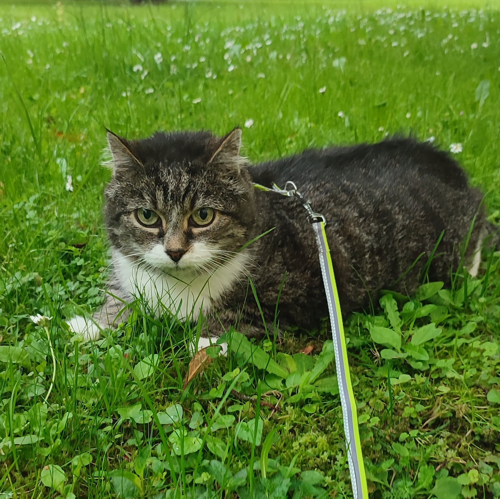 Tierarzt Dr. med. vet. Dorothea von Ammon - Homöopathie in Köln – Foto aus einer Patientenbewertung