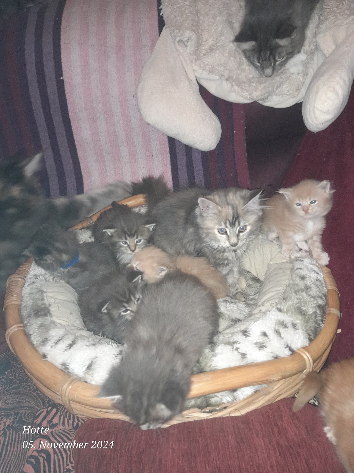Tierarzt in Dormagen: Dr. Tomas Schwarz in Dormagen – Foto aus einer Patientenbewertung
