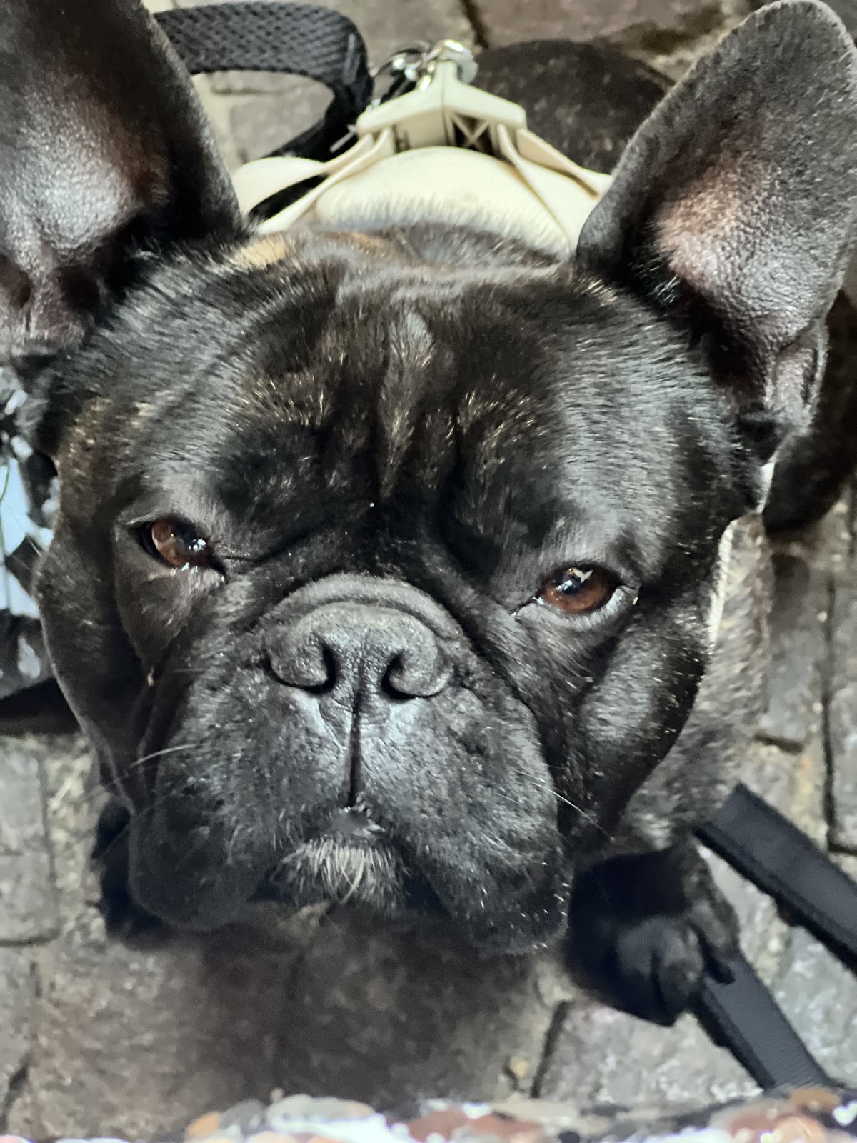 Tierarzt in Dormagen: Dr. Tomas Schwarz in Dormagen – Praxisfoto 1