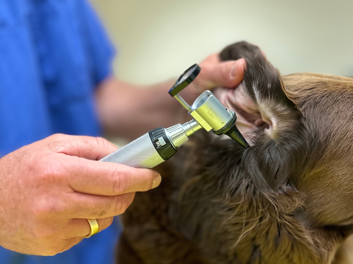 Tierarzt Lichtenfels Schille, Kleintierzentrum am Obermain – Bild
