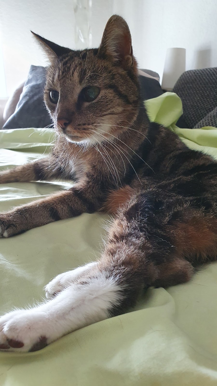 Tierarzt Mattke in Berlin – Praxisfoto 2
