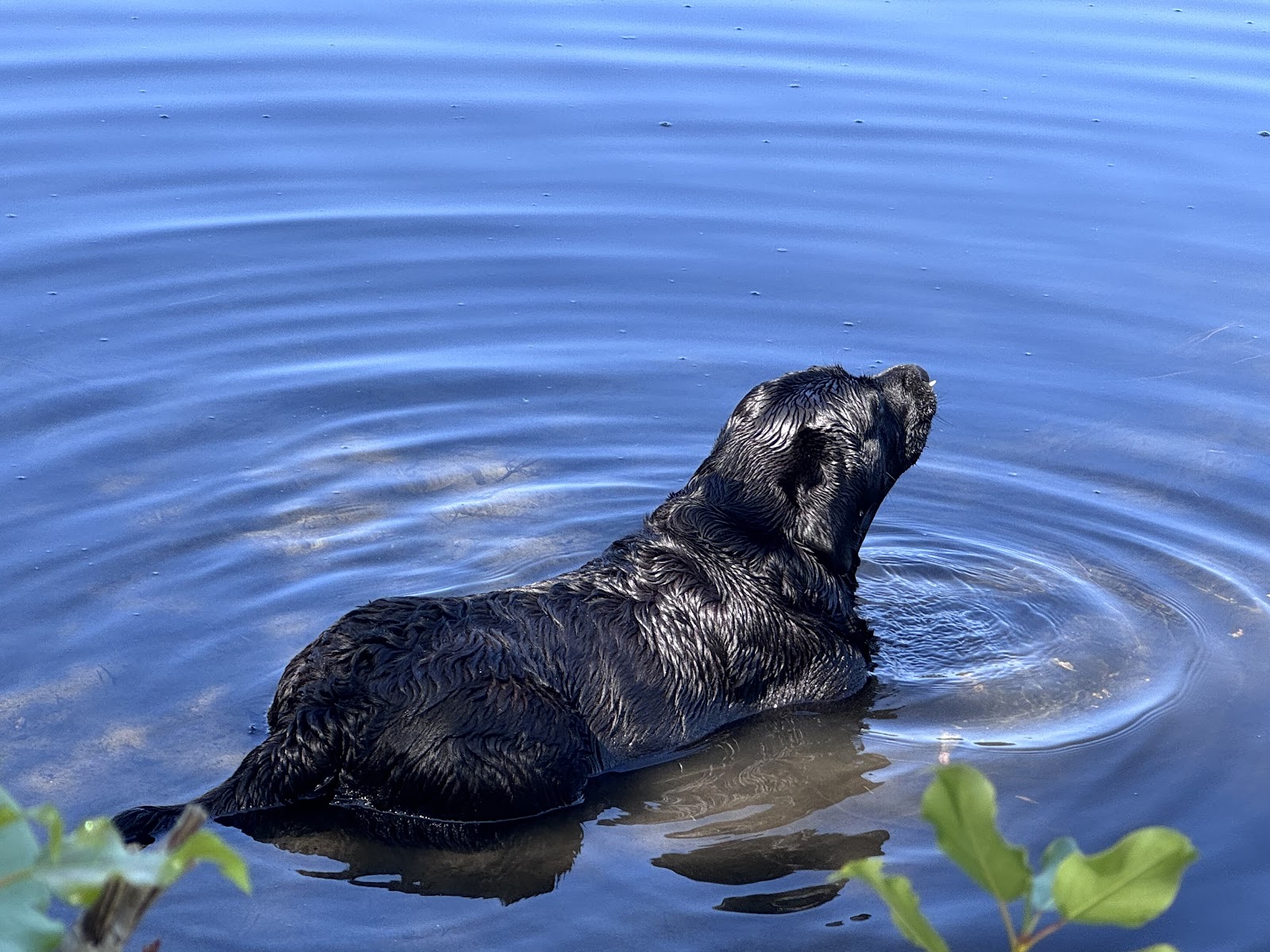 Tierarzt Vormum Berlin-Mahlsdorf, Tierarztpraxis am Wildrosengehölz in Berlin – Foto aus einer Patientenbewertung