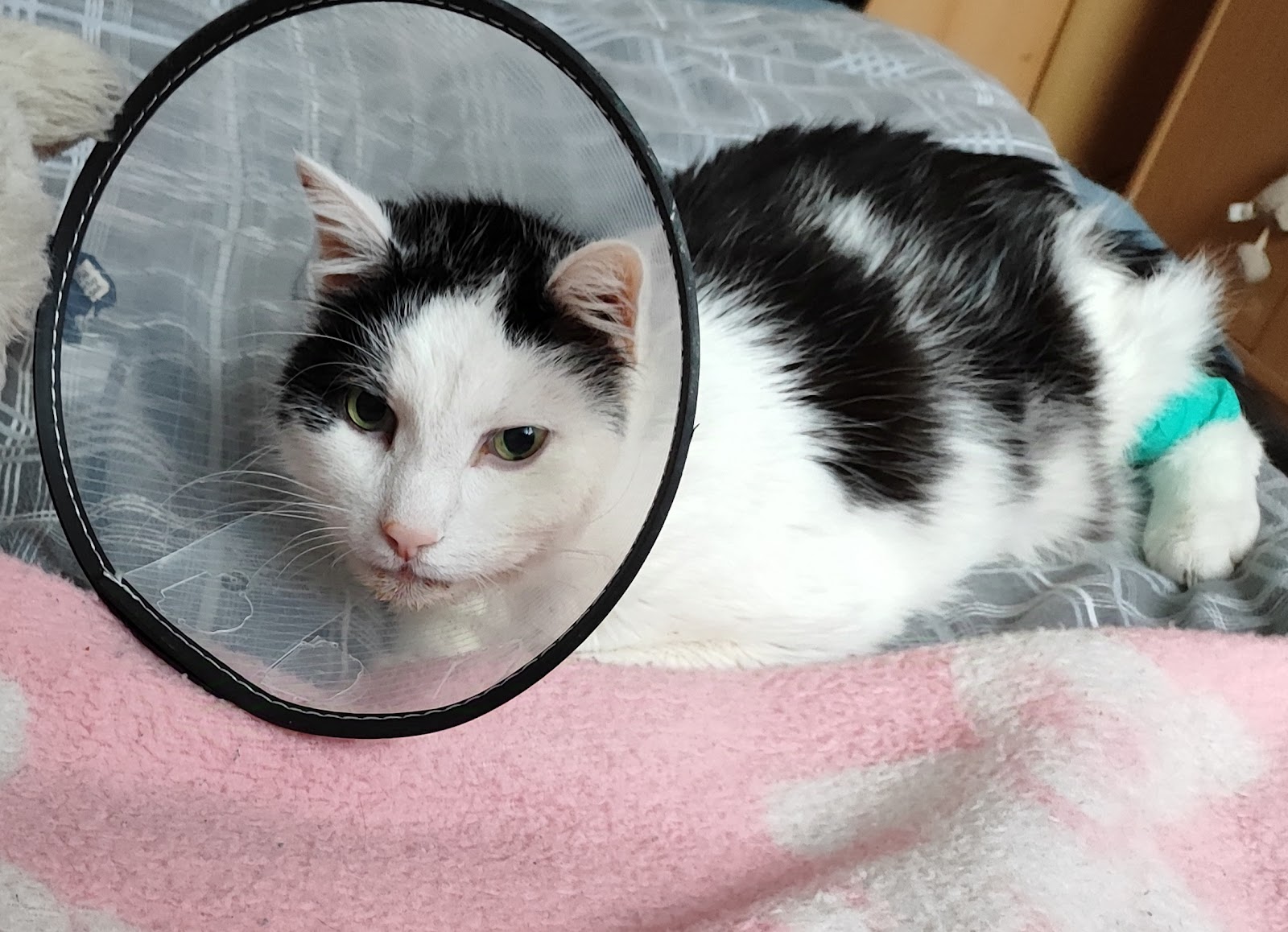 Tierarzt Vormum Berlin-Mahlsdorf, Tierarztpraxis am Wildrosengehölz in Berlin – Praxisfoto 4