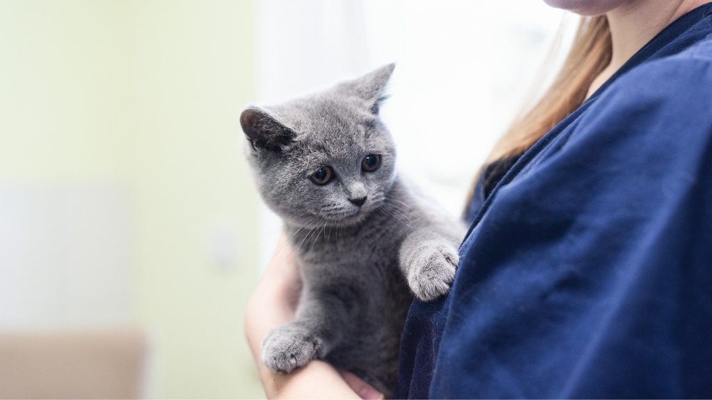 Tierarzt Vormum Berlin-Mahlsdorf, Tierarztpraxis am Wildrosengehölz in Berlin – Praxisansicht