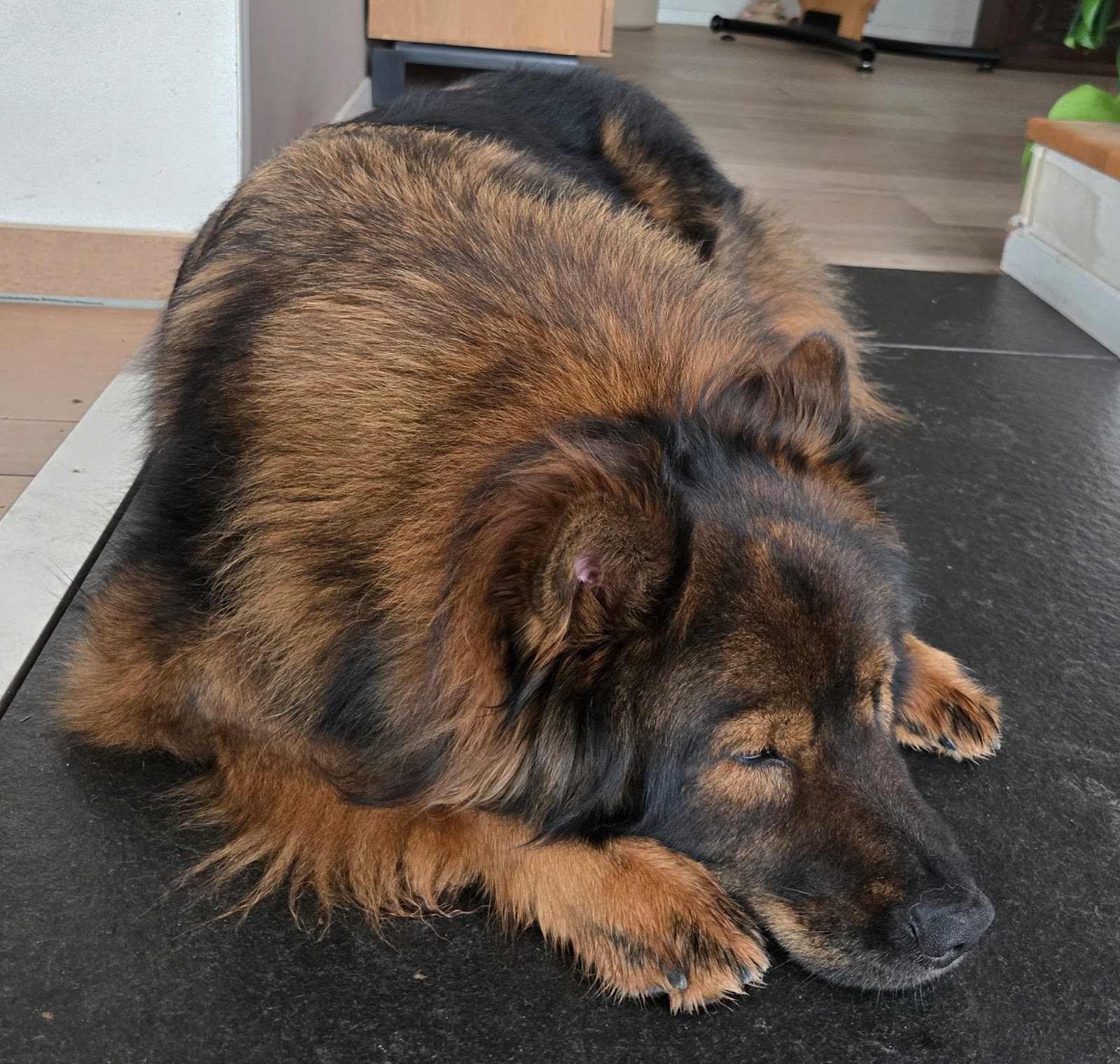 Tierarzt Wilmering Neuss, Kleintierpraxis Weberstraße in Neuss – Foto aus einer Patientenbewertung