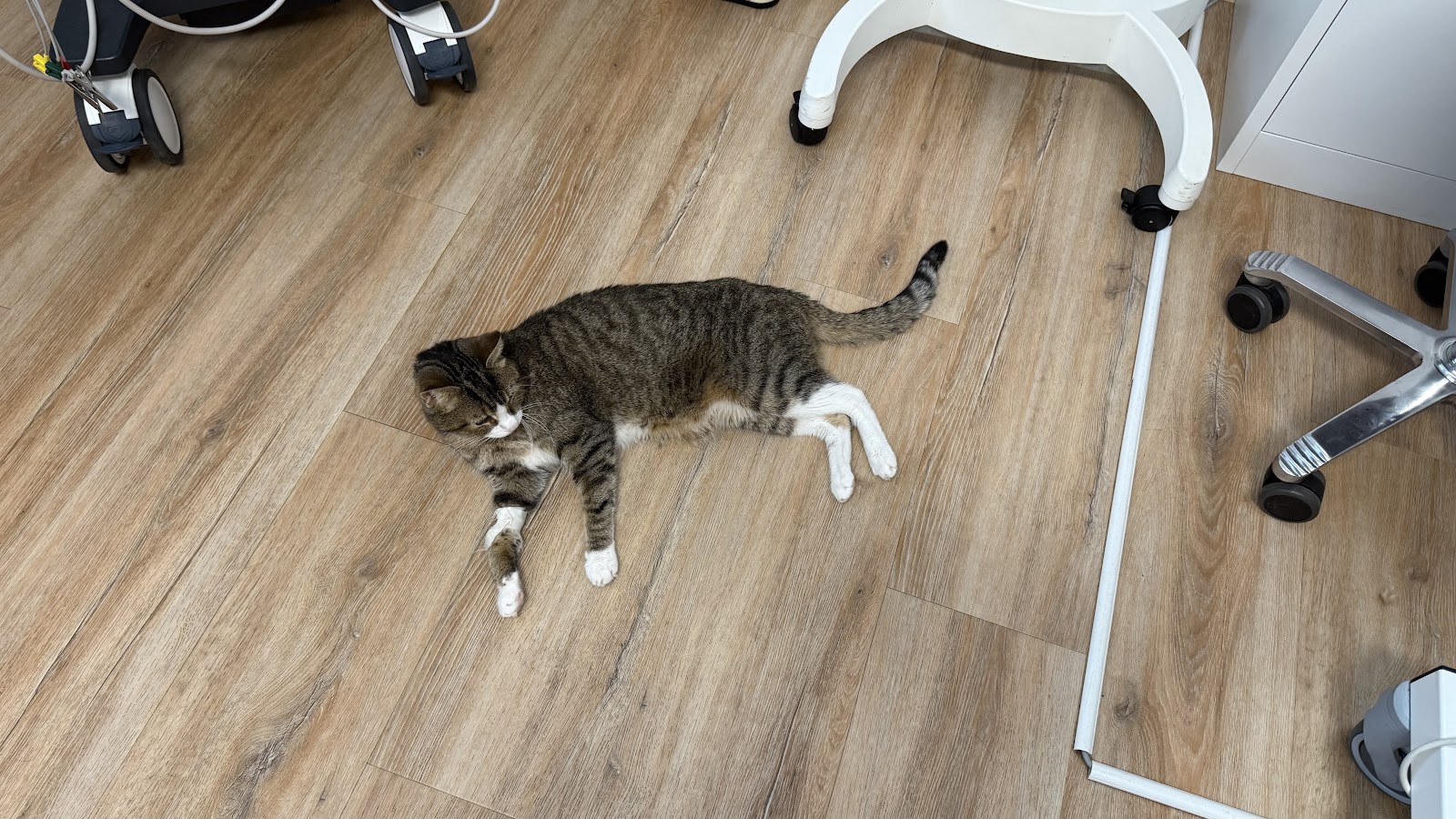 Tierärzte Lübars in Berlin – Praxisfoto 2