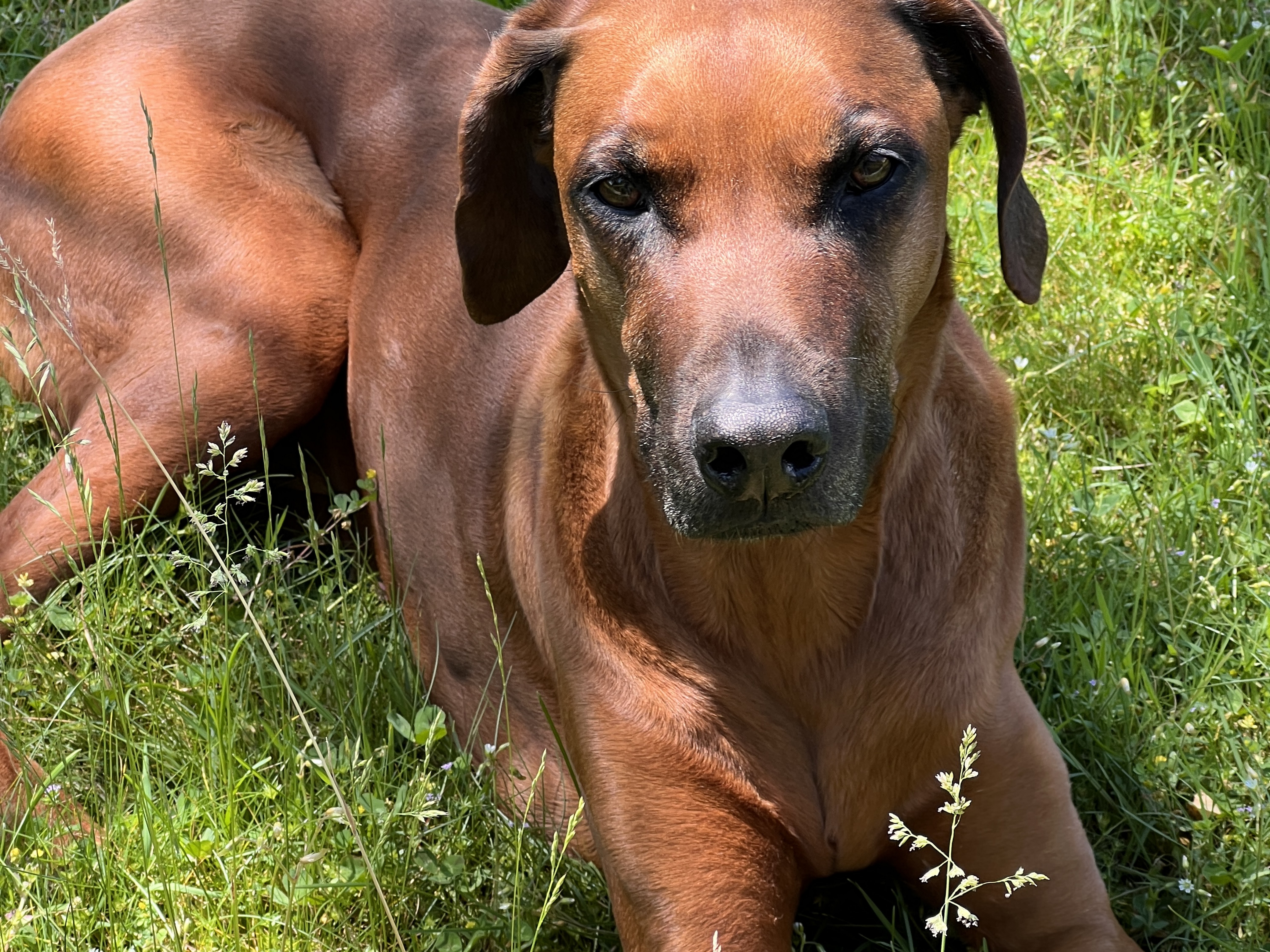 Tierärzte Würmtal – Bild