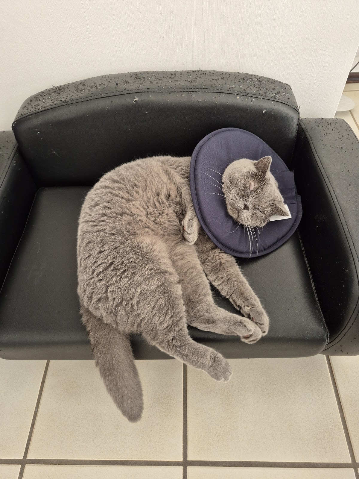 Tierärztezentrum Lohmar in Lohmar – Foto aus einer Patientenbewertung