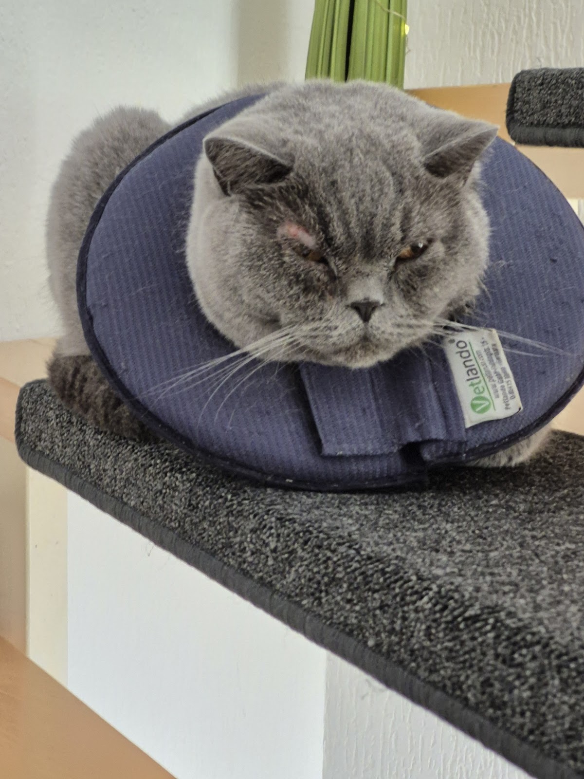 Tierärztezentrum Lohmar in Lohmar – Foto aus einer Patientenbewertung
