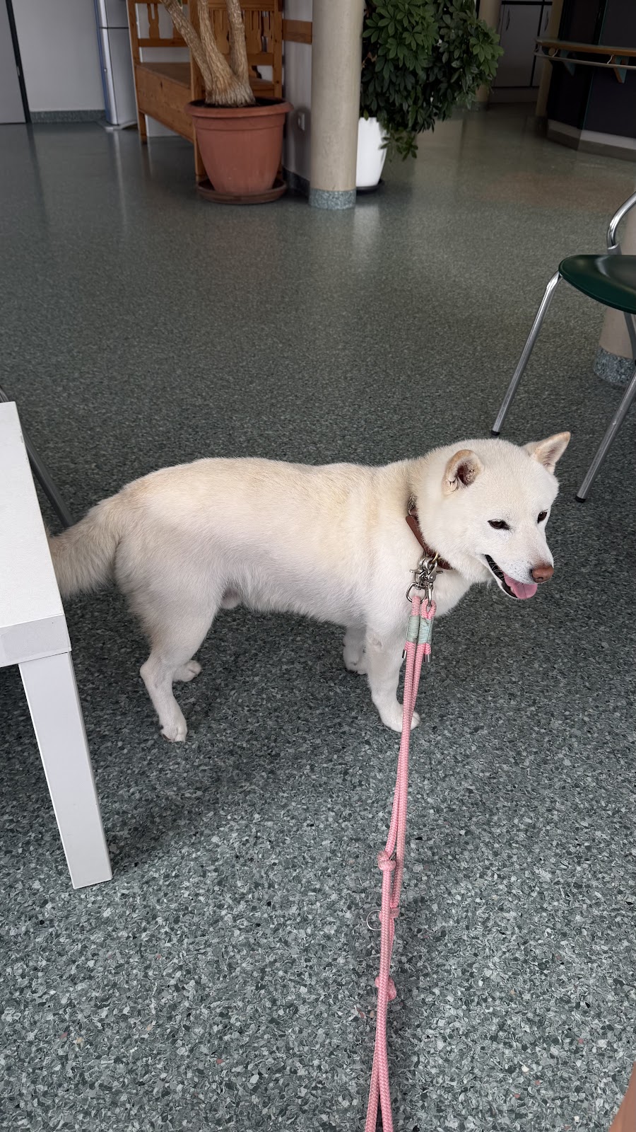 Tierärztezentrum Lohmar in Lohmar – Foto aus einer Patientenbewertung