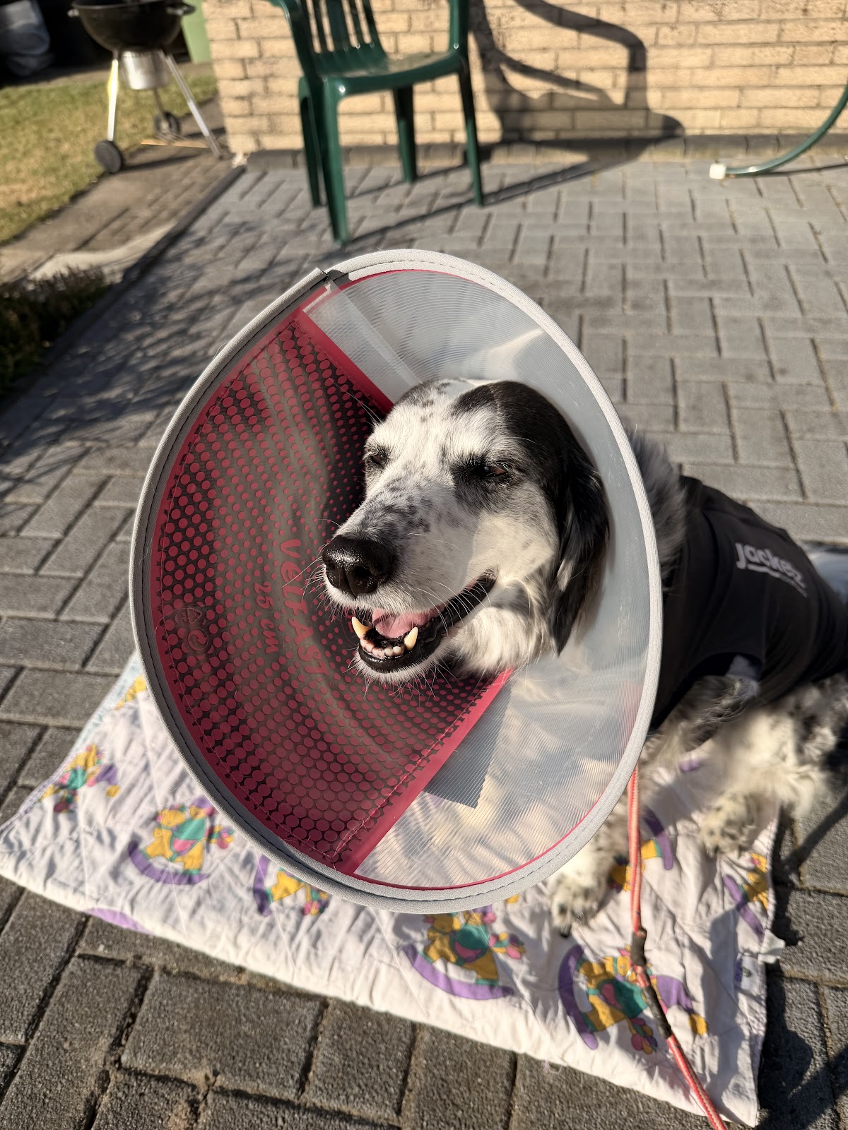 Tierärztezentrum Neuland (TZN Bergheim) in Bergheim – Foto aus einer Patientenbewertung