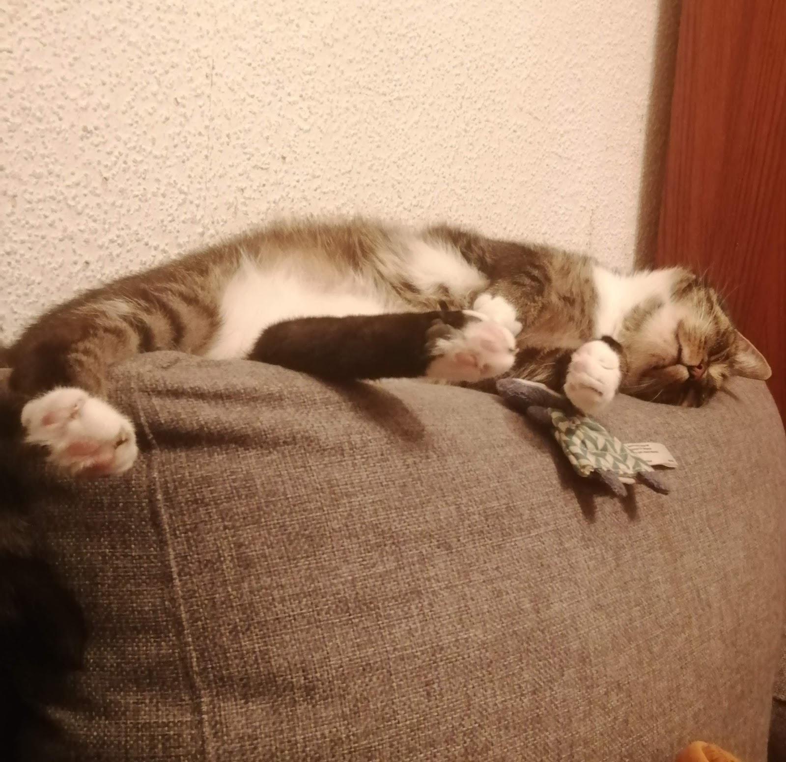 Tierärztin Denisse Barrera in Berlin – Foto aus einer Patientenbewertung