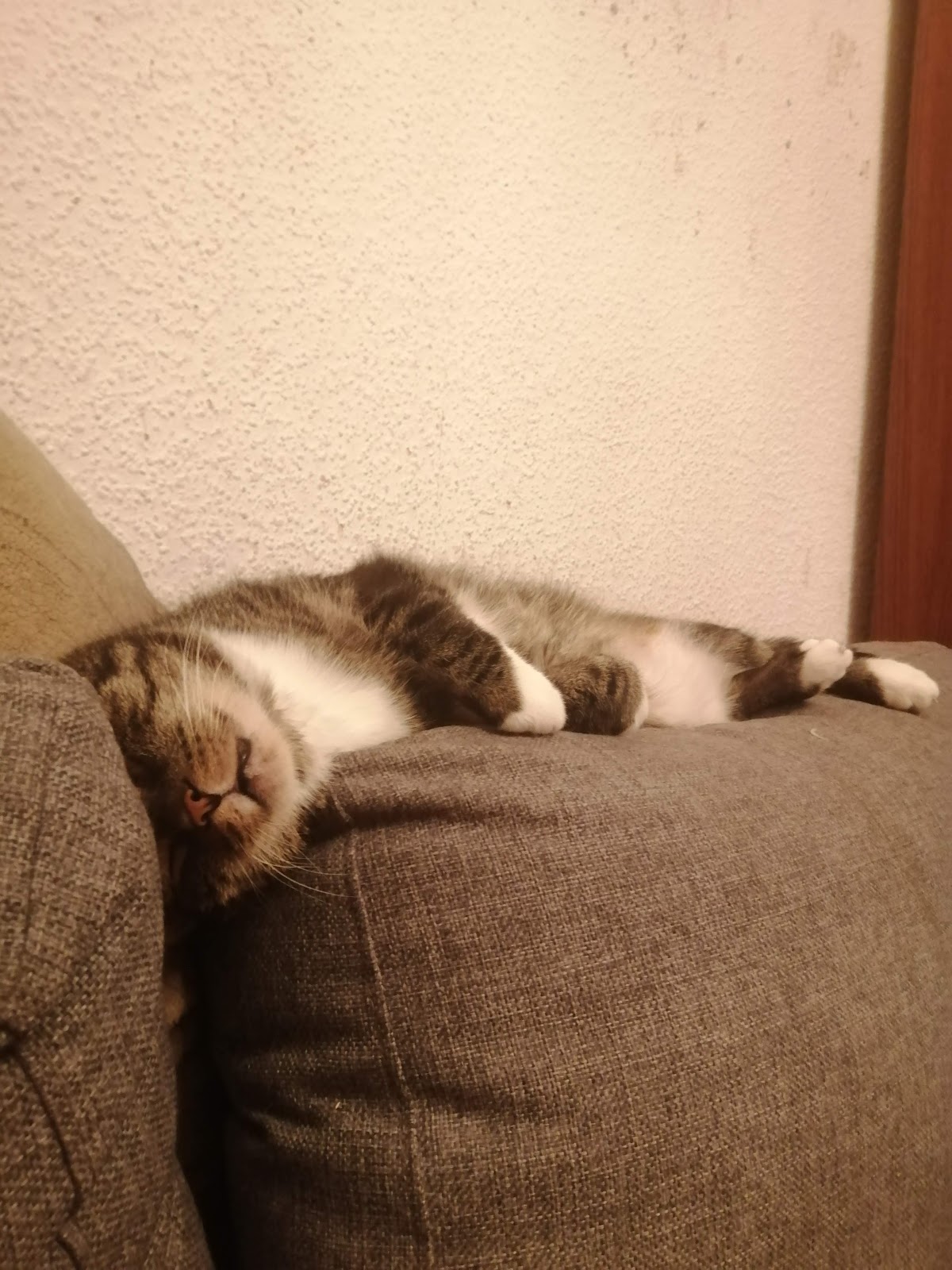 Tierärztin Denisse Barrera in Berlin – Foto aus einer Patientenbewertung