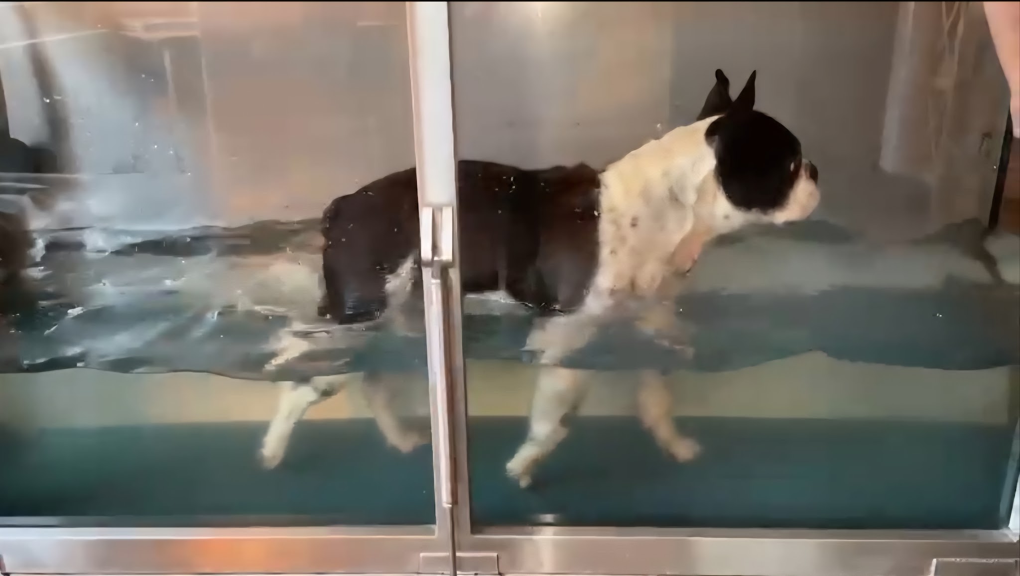 Tierärztin Dr. Sandra Geiger - Tierphysio – Bild