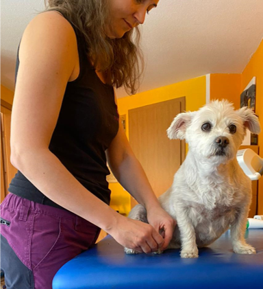 Tierärztin Dr. Sandra Geiger - Tierphysio – Bild