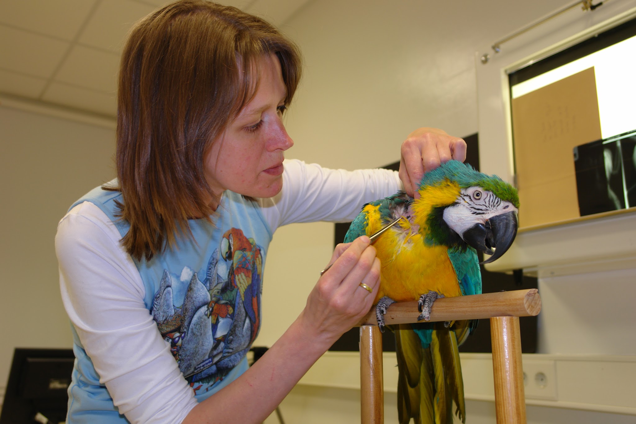 Tierärztliche Fachpraxis für Vögel & Exoten Dr. med. vet. Heike Reball – Bild