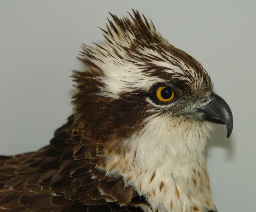 Tierärztliche Fachpraxis für Vögel & Exoten Dr. med. vet. Heike Reball – Bild