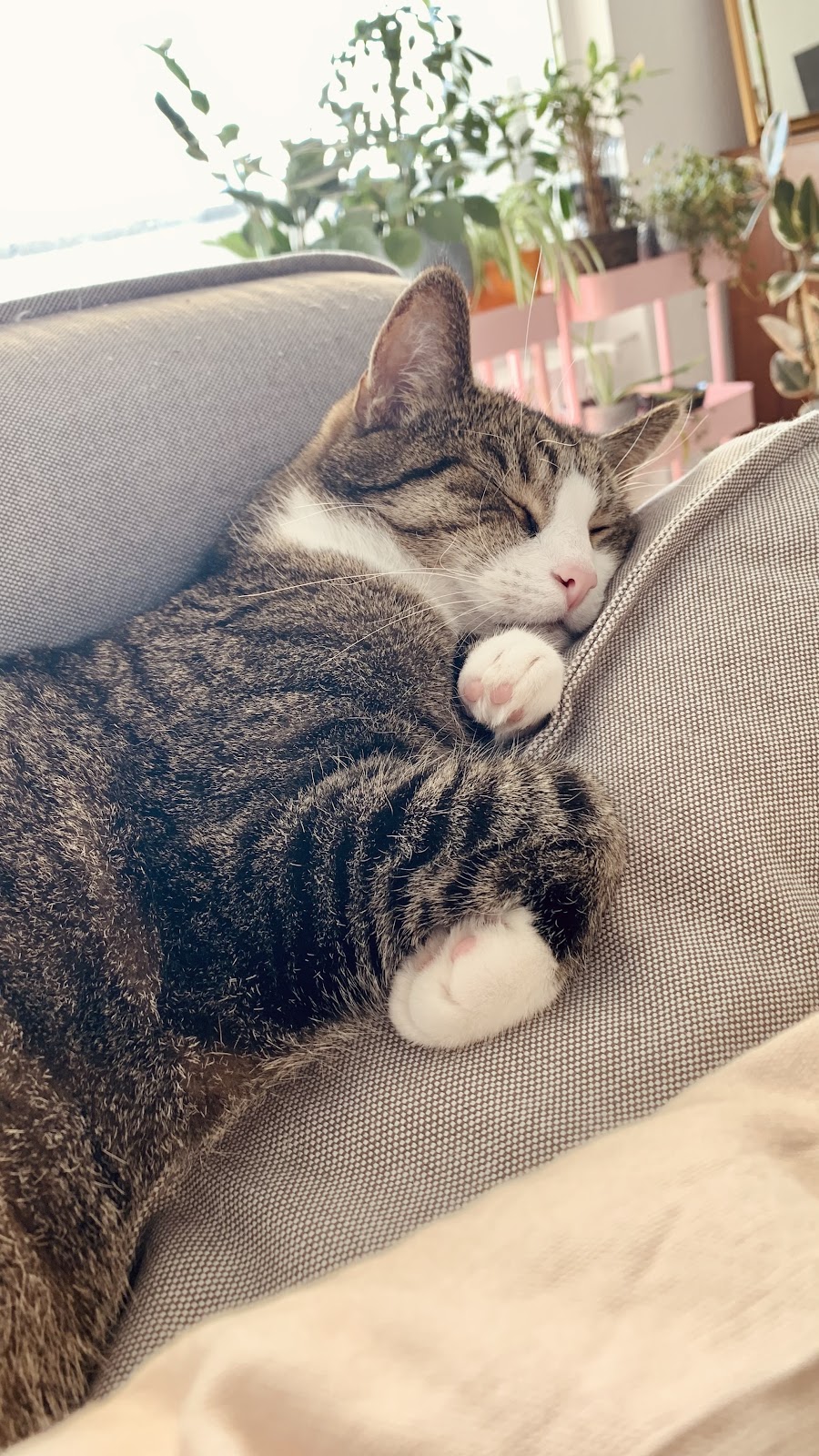 Tierärztliche Gemeinschaftspraxis An der Kapelle in Köln – Foto aus einer Patientenbewertung