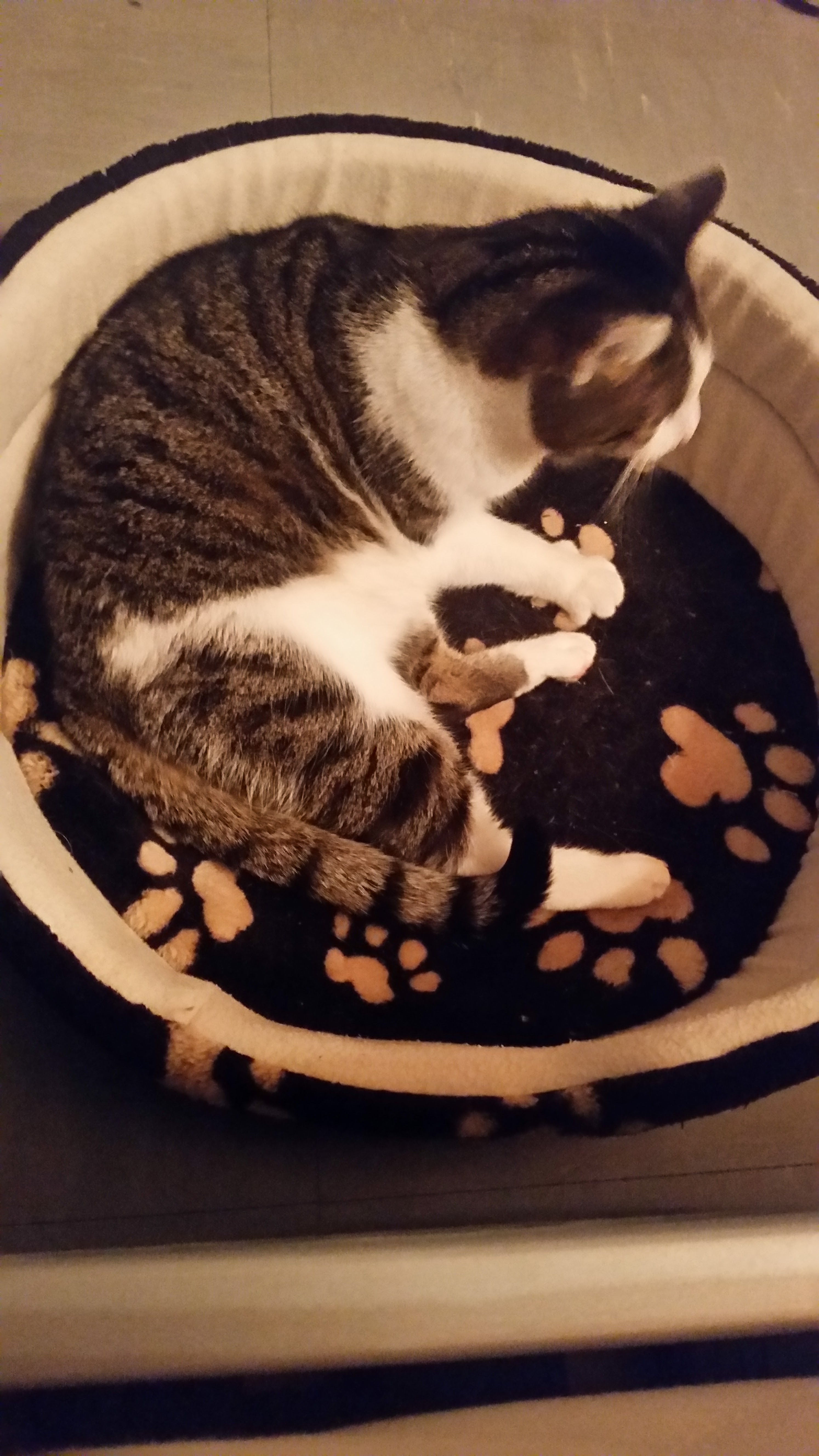 Tierärztliche Gemeinschaftspraxis An der Kapelle