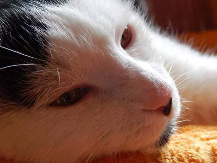 Tierärztliche Gemeinschaftspraxis Dr. Ralph Deuster und Sabine Deuster in Hürth – Praxisfoto 3
