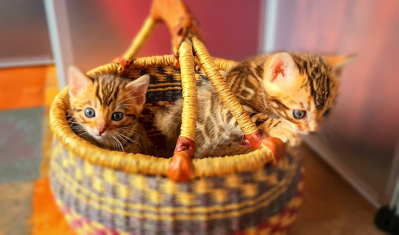 Tierärztliche Gemeinschaftspraxis Schönau