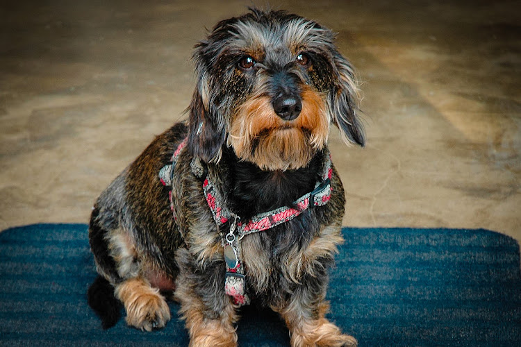 Tierärztliche Hausbesuchspraxis Susanne Jahn