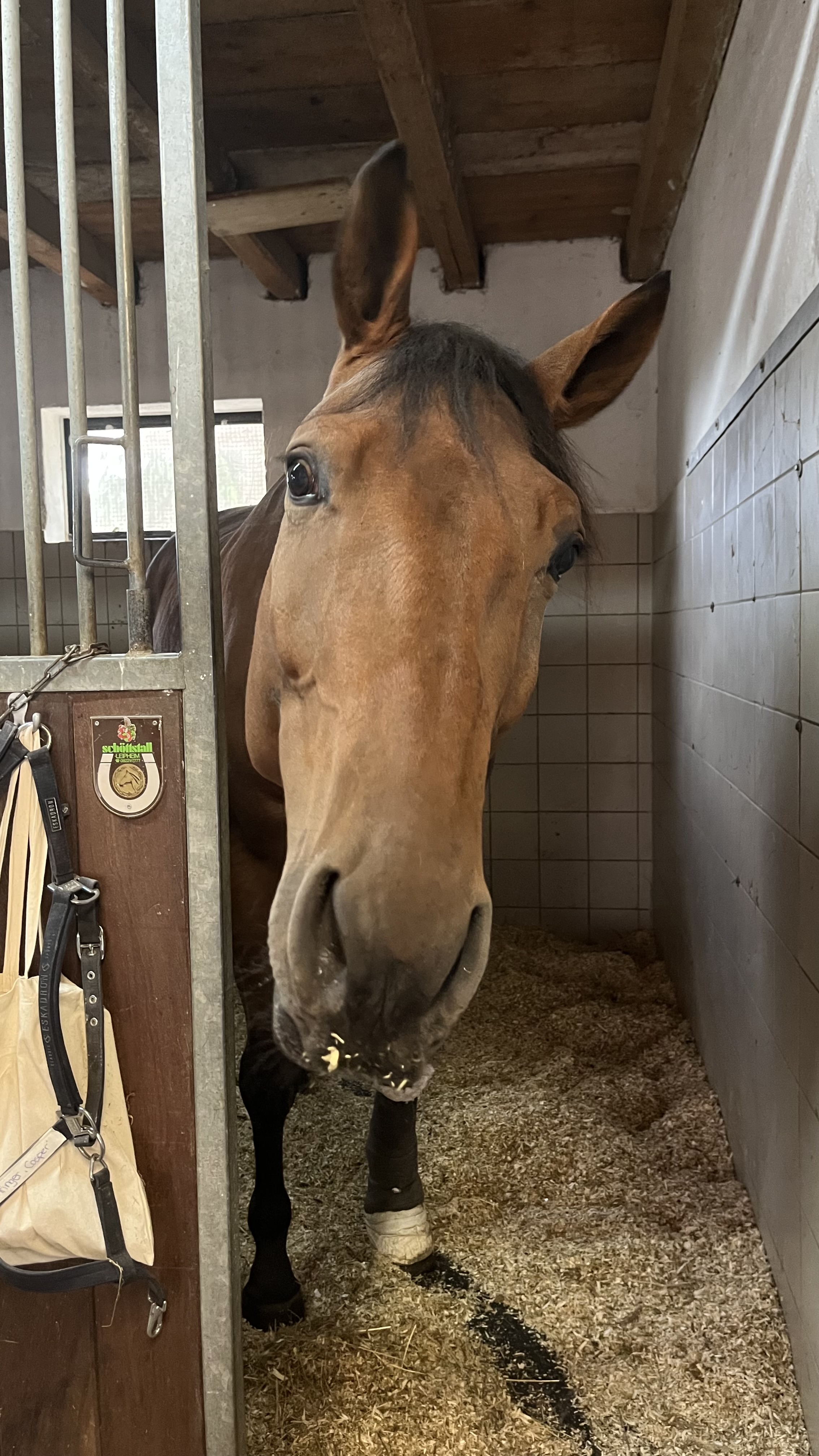 Tierärztliche Klinik für Pferde Wolfesing