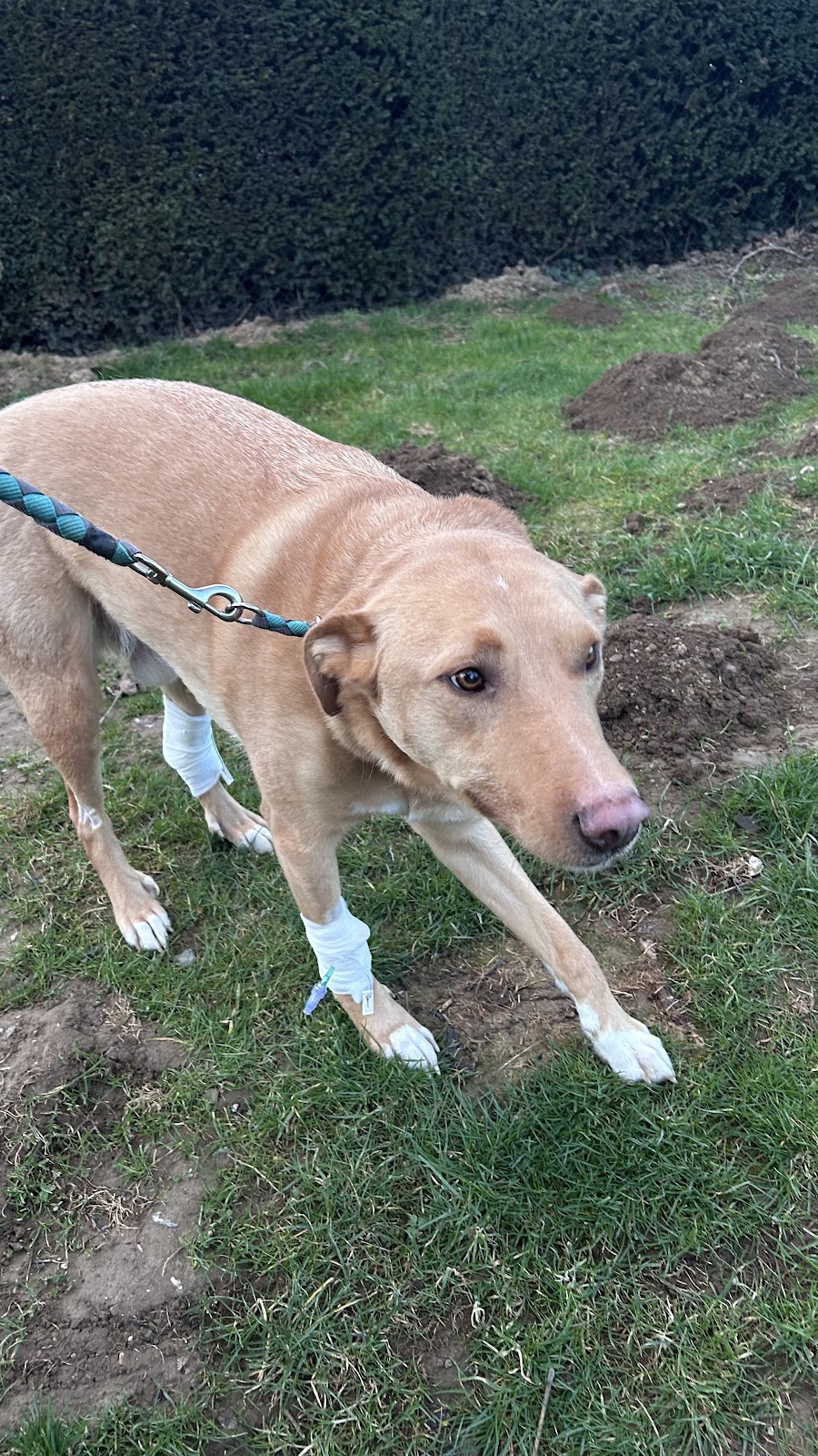 Tierärztliche Klinik Stommeln in Pulheim – Foto aus einer Patientenbewertung