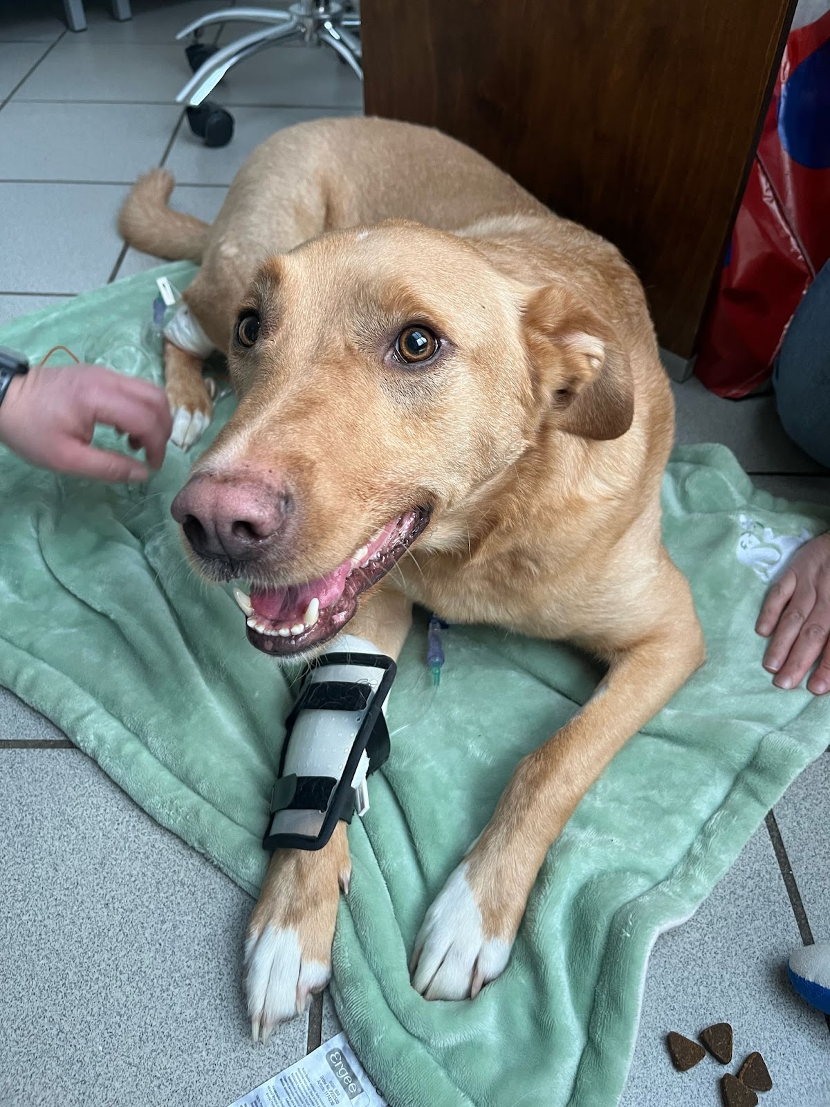 Tierärztliche Klinik Stommeln in Pulheim – Foto aus einer Patientenbewertung