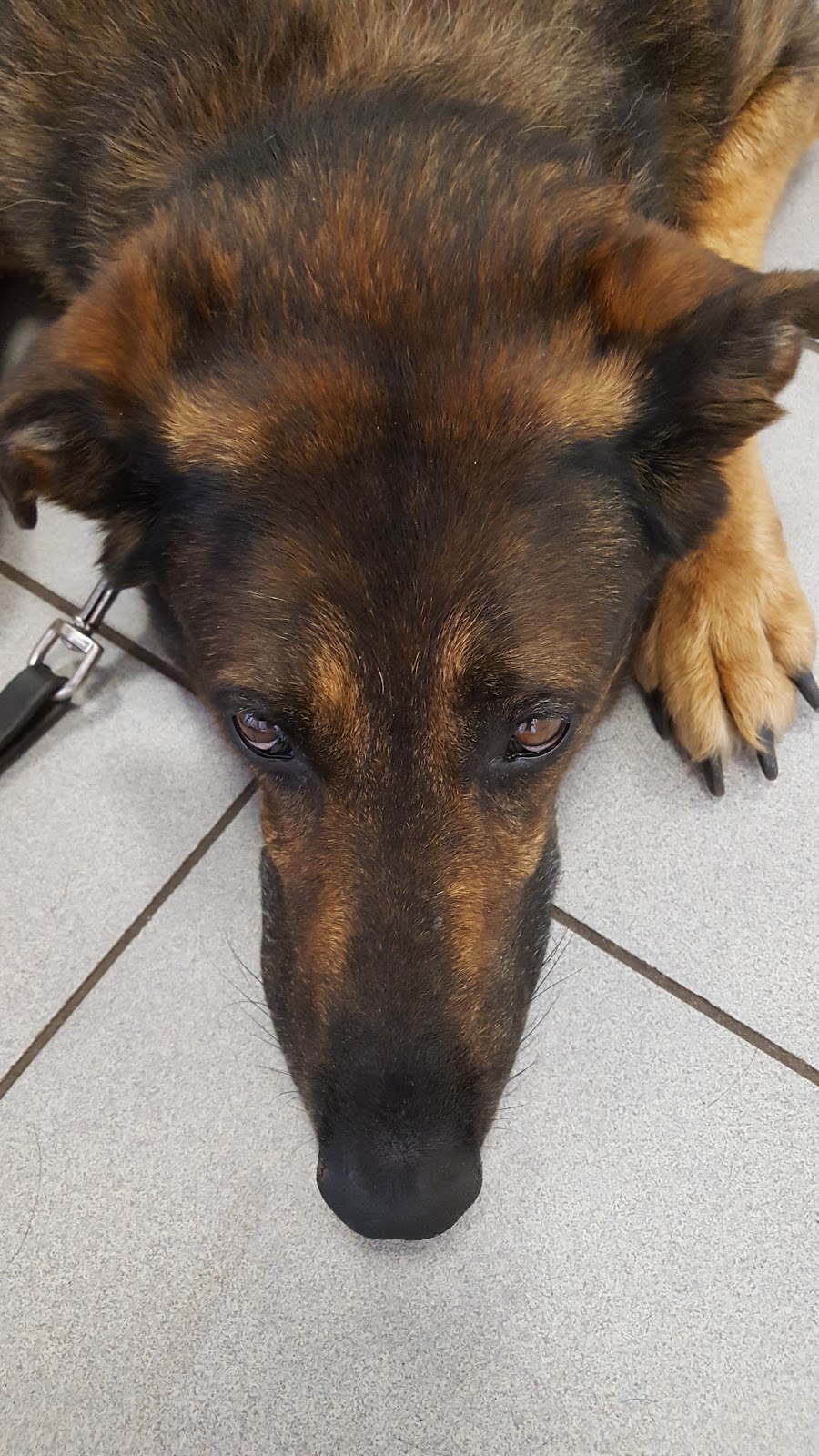 Tierärztliche Praxis Dr. med. vet. Heiko Radermacher in Berlin – Praxisansicht