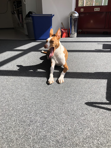 Tierärztliche Praxis Elena Waldhier