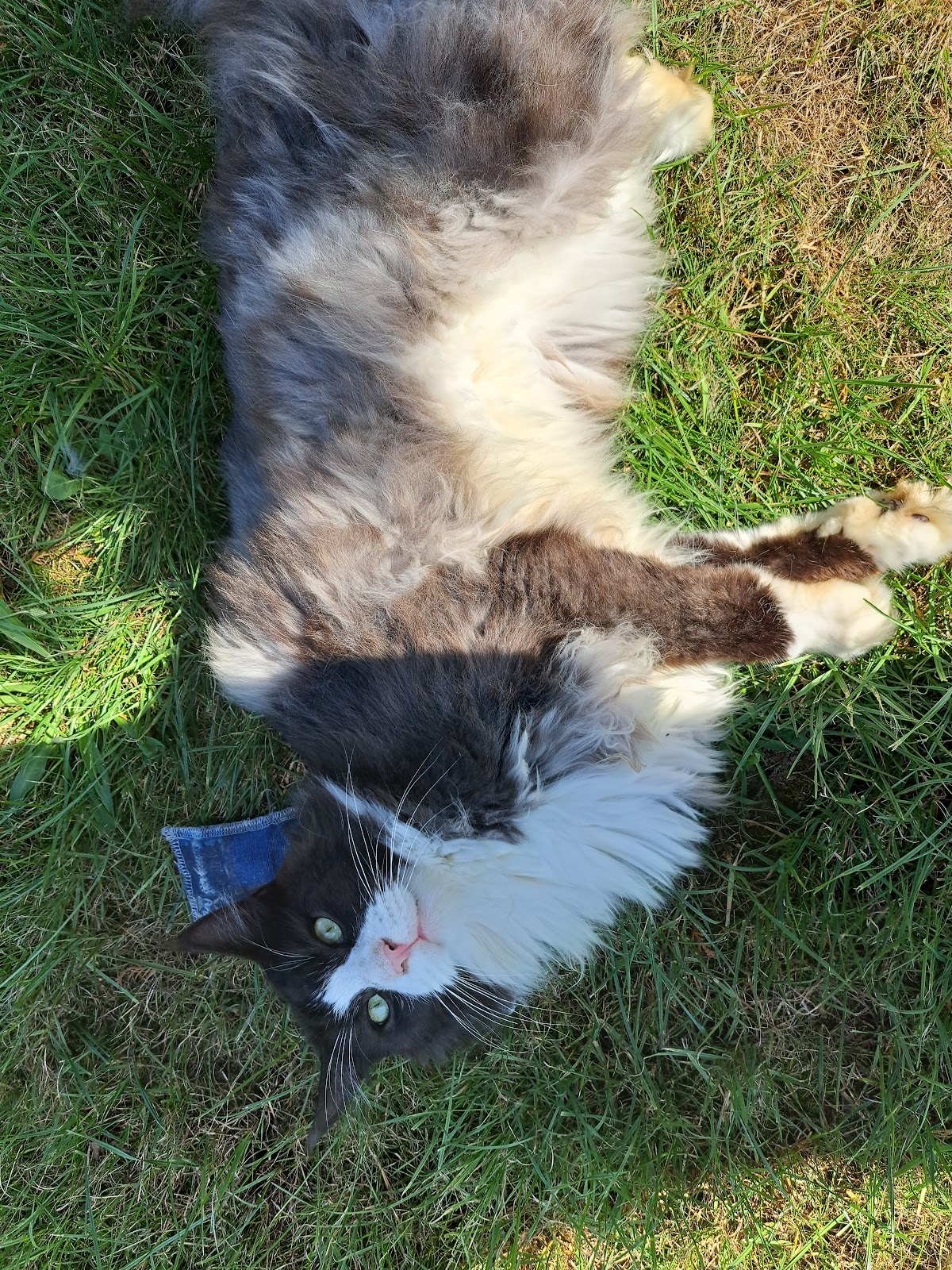 Tierarztpraxis Alice Schmatz-Romeike in Bergisch Gladbach – Foto aus einer Patientenbewertung