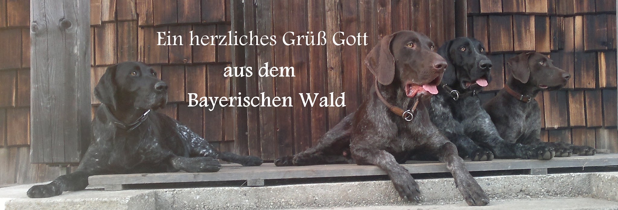 Tierarztpraxis am Saussbach – Bild