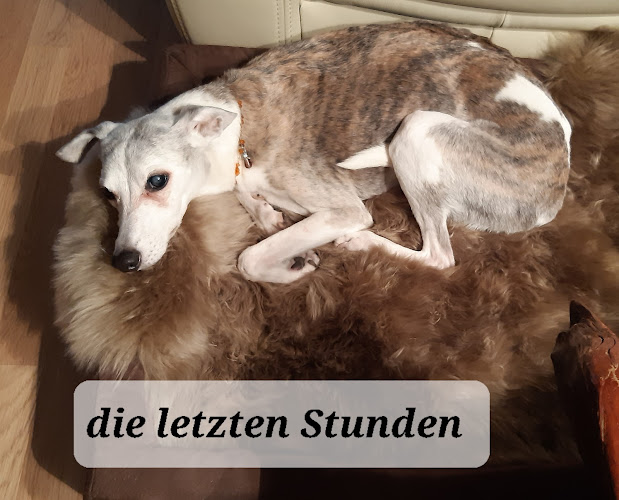 Tierarztpraxis Am Westend