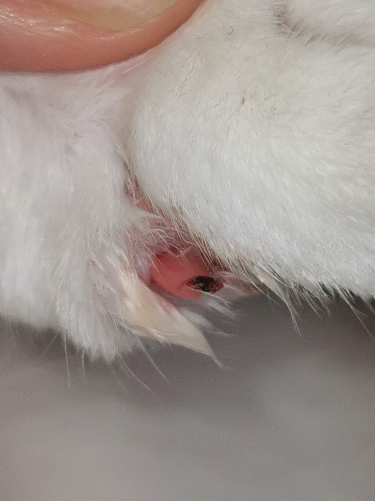 Tierarztpraxis an den Poller Wiesen Dr. med. vet. Maja Rühling | Köln in Porz – Foto aus einer Patientenbewertung
