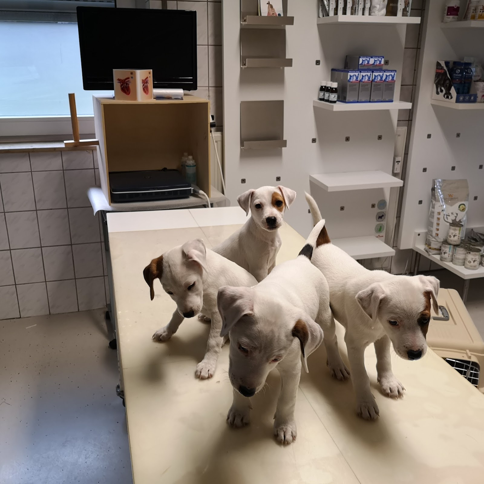 Tierarztpraxis Aufderhöhe in Solingen – Praxisfoto 3