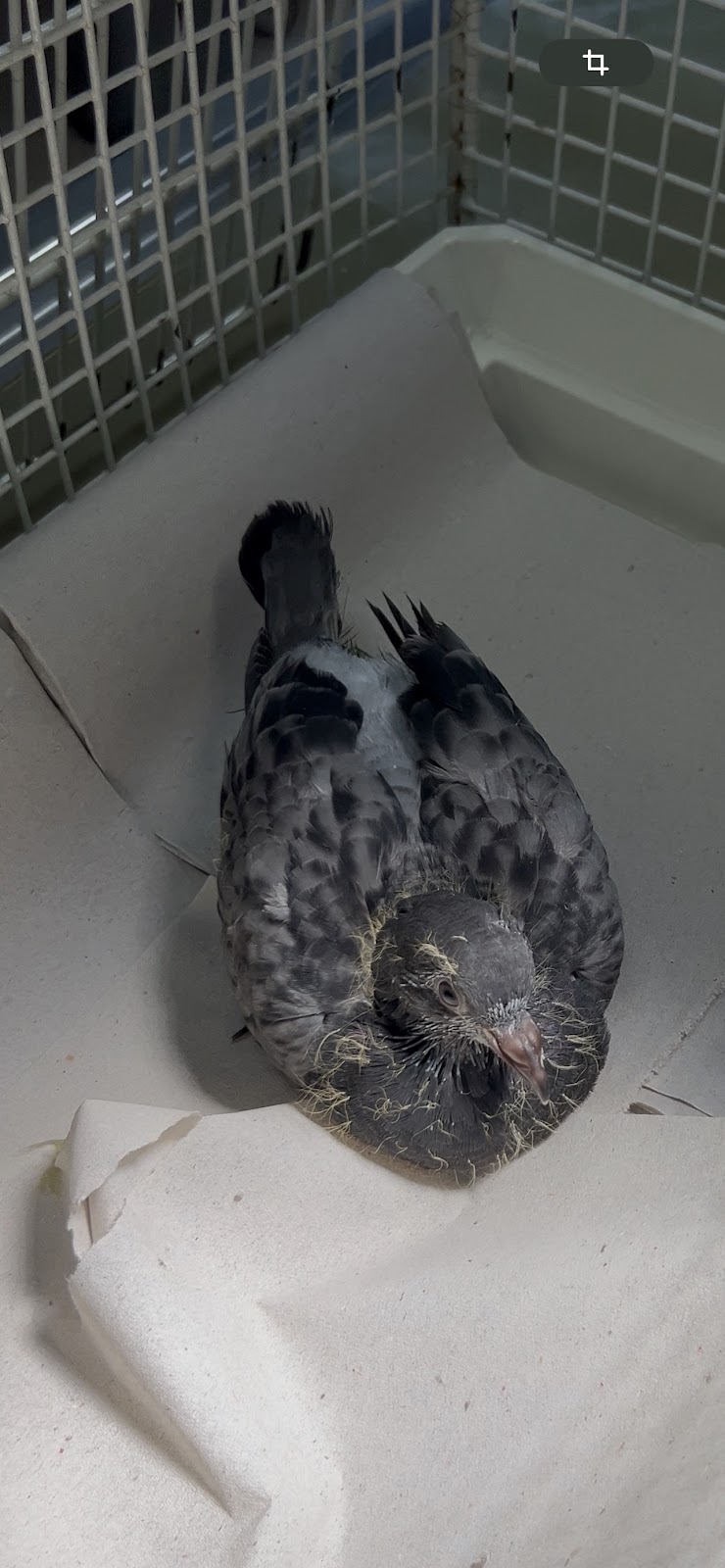 Tierarztpraxis Brigitte Ludwig-Kahya in Berlin – Foto aus einer Patientenbewertung