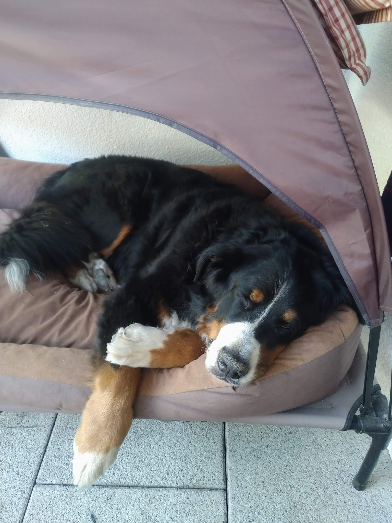 Tierarztpraxis Corina Morasch – Bild