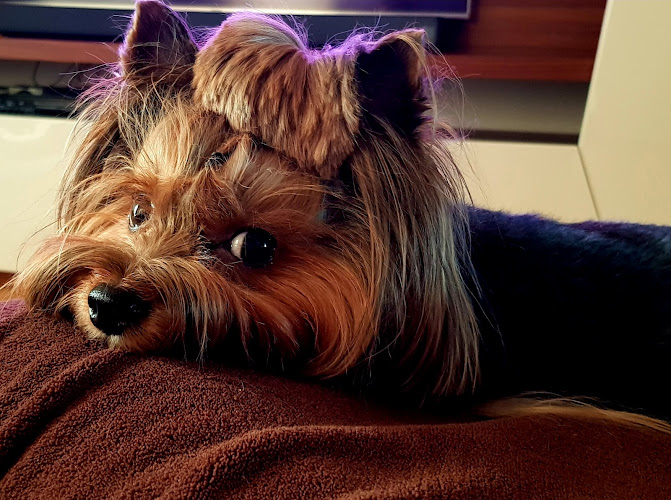 Tierarztpraxis Dr. Dagmar Burger