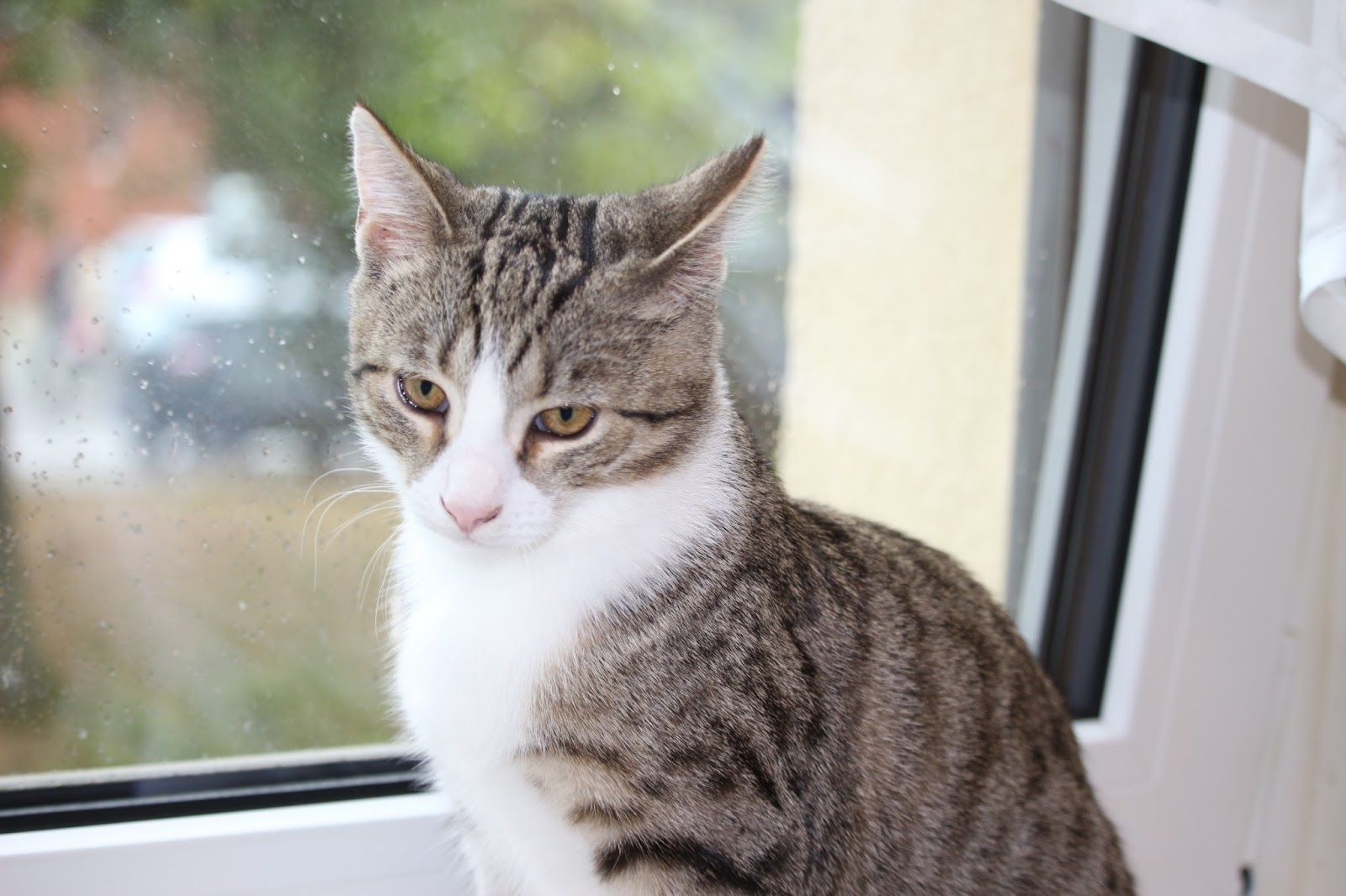 Tierarztpraxis Dr. K. Schalla und Katzenpension in Berlin – Praxisfoto 2