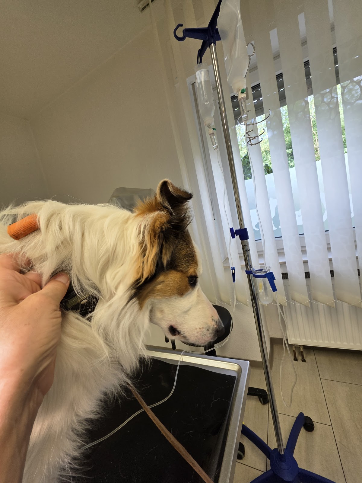 Tierarztpraxis Dr. Kirsten Kettering in Lohmar – Foto aus einer Patientenbewertung