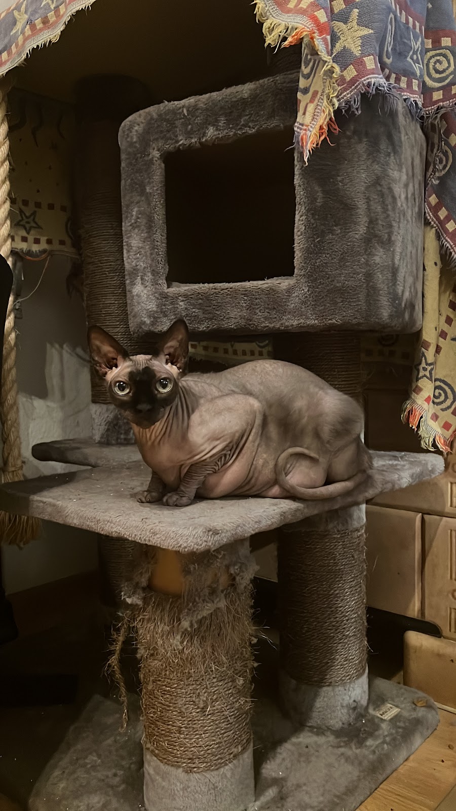 Tierarztpraxis DVM Jana Rafael in Berlin – Foto aus einer Patientenbewertung